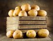 Управление Россельхознадзора по Томской области информирует о рисках, связанных с приобретением импортного семенного материала картофеля