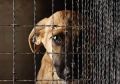 Установлена административная ответственность за нарушение требований законодательства в области обращения с животными